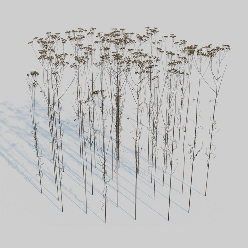 Dry Fennel Pack 3D Model