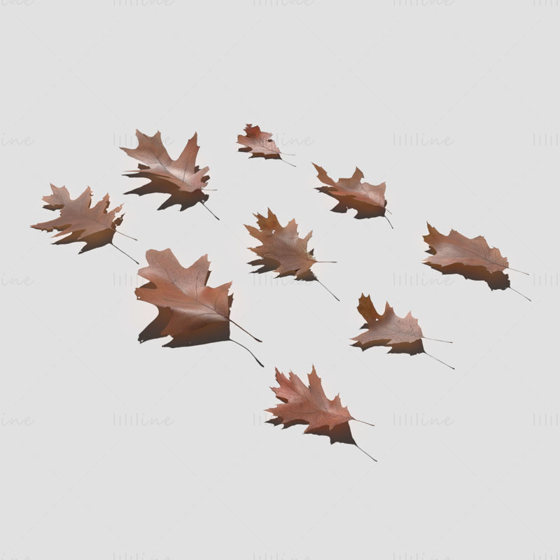 Dry Red Oak Leaves 3D Model