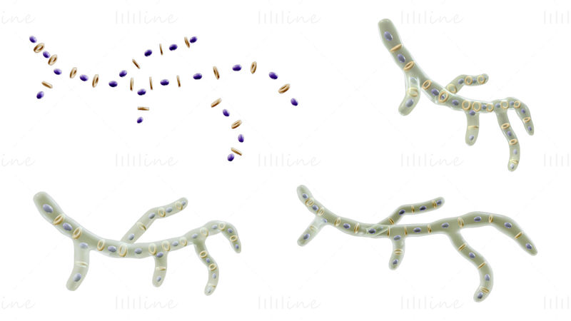 
Fungal Cell Structure 3D Model