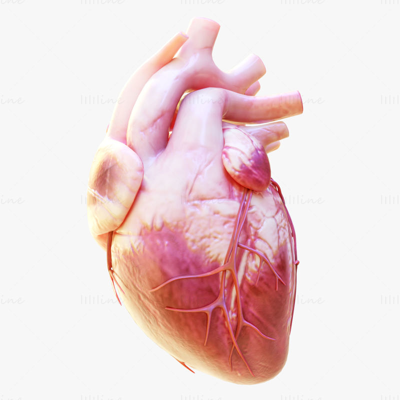 Human organ 3D model collection