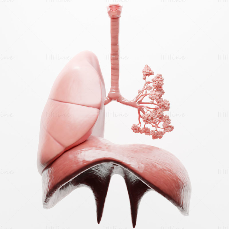 Human Respiratory System Lungs 3D Model