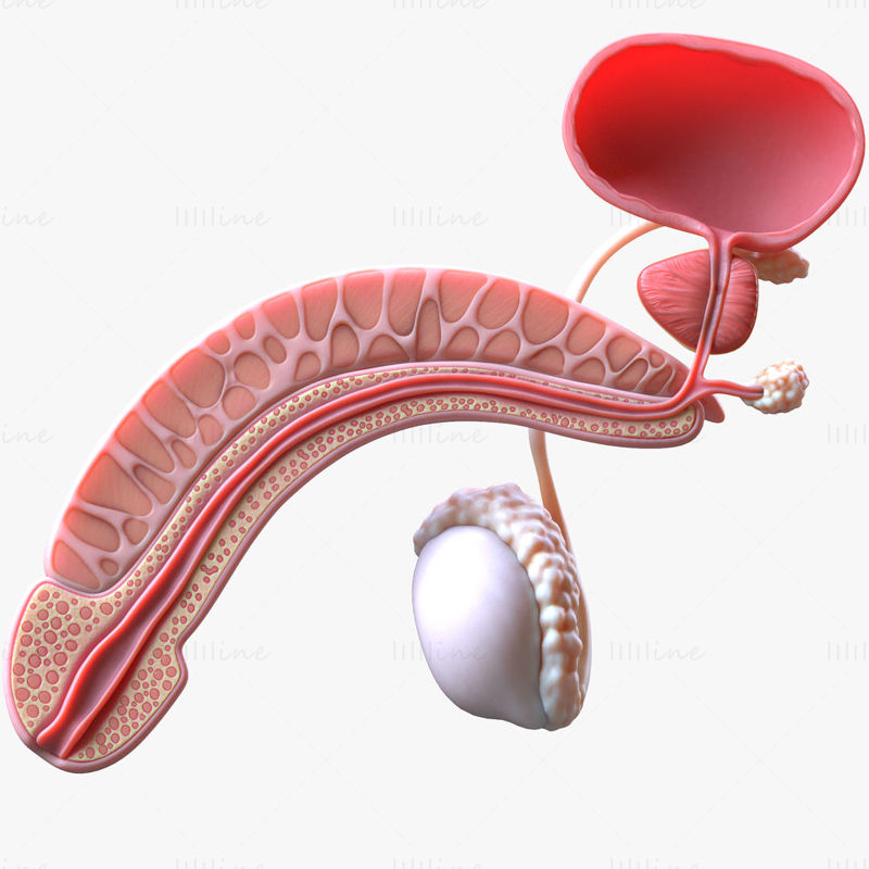 Male Reproductive System 3D Model