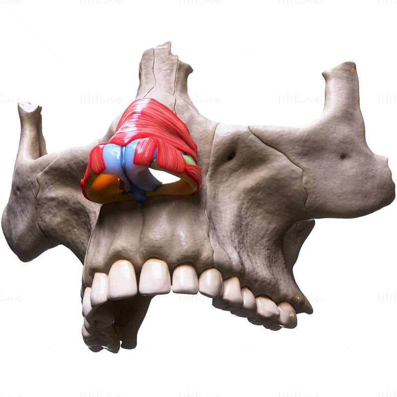 Nasal Human Anatomy Structure 3D Model