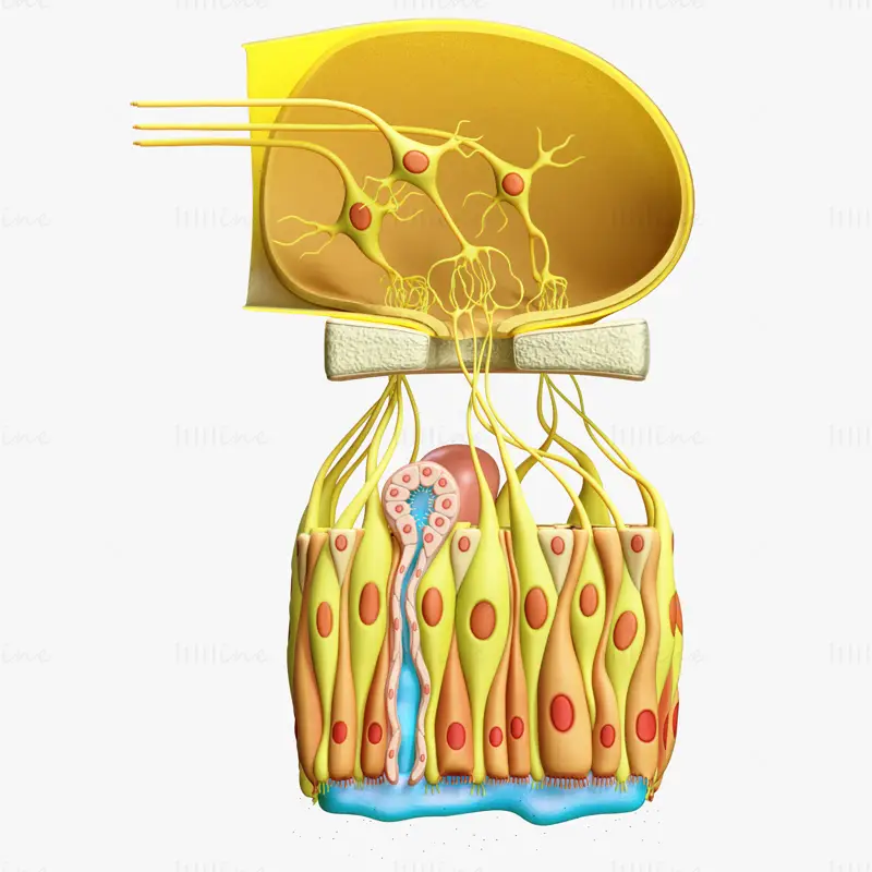 Olfactory Epithelium Microscopic Anatomy 3D Model